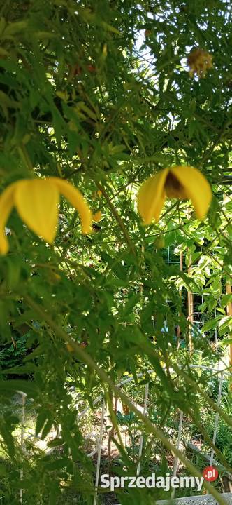 Bill Mackenzie powojnik clematis pnącze Nowy Sącz