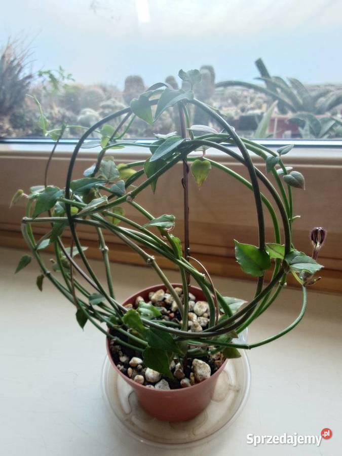 Ceropegia ciekawa odmiana kwitnie roślina z Warszawa