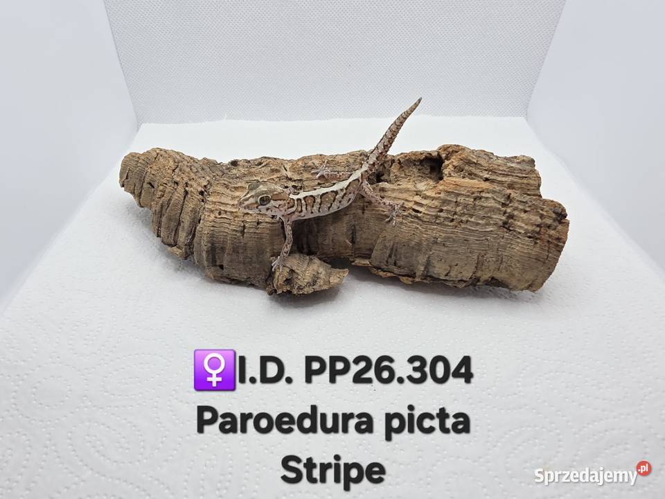 Paroedura Picta gekon madagaskarski Zawiercie