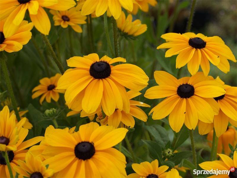 HIT Rudbekia dwubarwna Indian Summer 1 Poznań