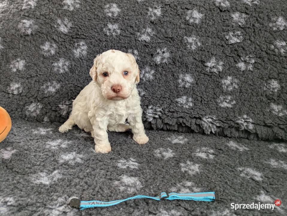 Lagotto Romagnolo szczenięta ZKwPFCI Pasłęk