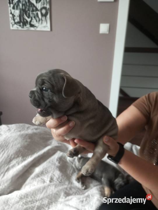 Szczenięta buldog francuski Buldog Dachowa