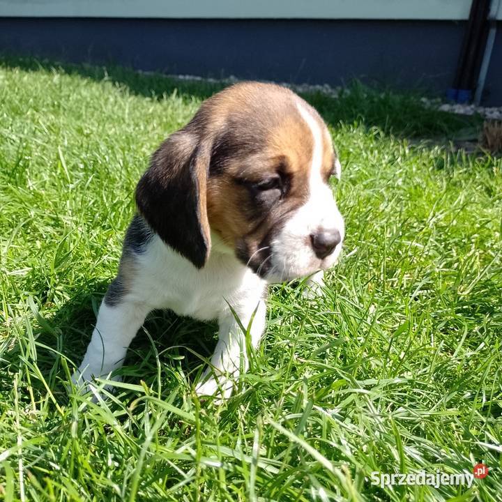 Sprzedam szczeniaka rasy Beagle Kutno sprzedam