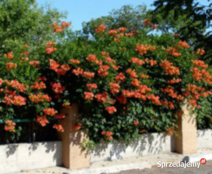 MILIN AMERYKAŃSKI Campsis radicans NASIONA 20000 Lubanie