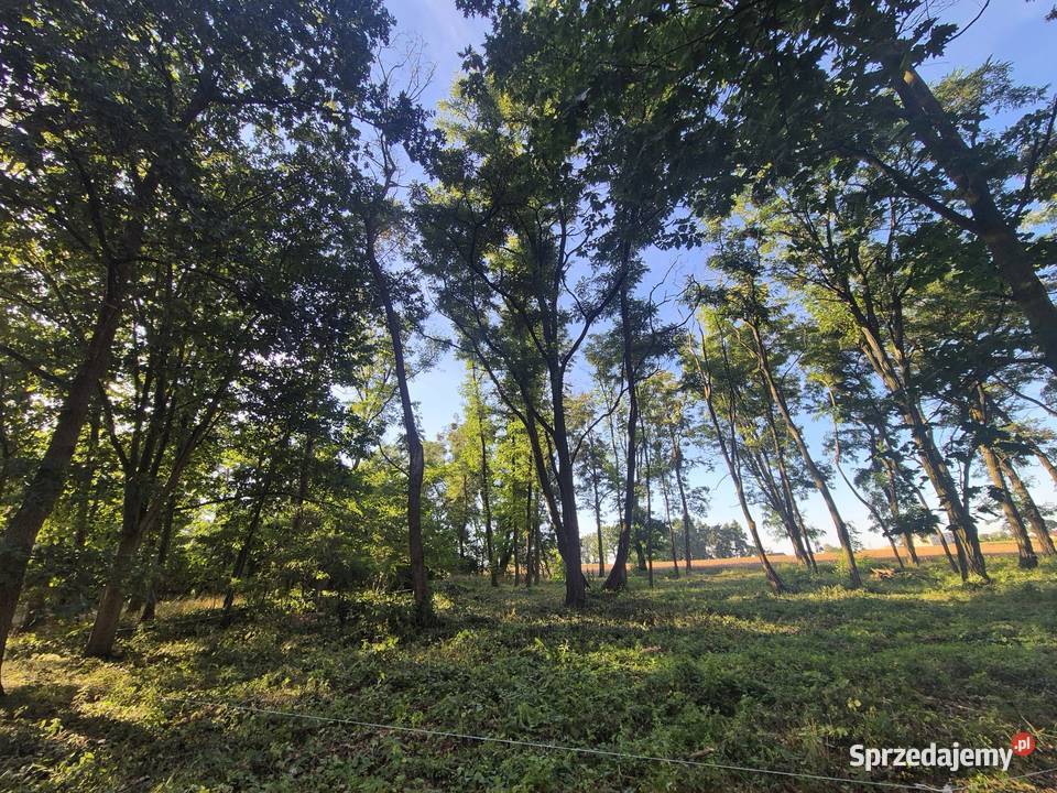 Sprzedam działki budowlana Sieraków sprzedam