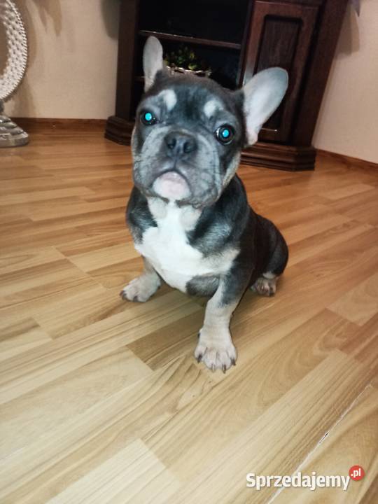 Buldog francuski niebieski blu tan dolnośląskie Żmigród sprzedam