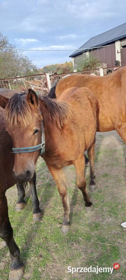 Zrebica huculska Konie Koprzywnica sprzedam