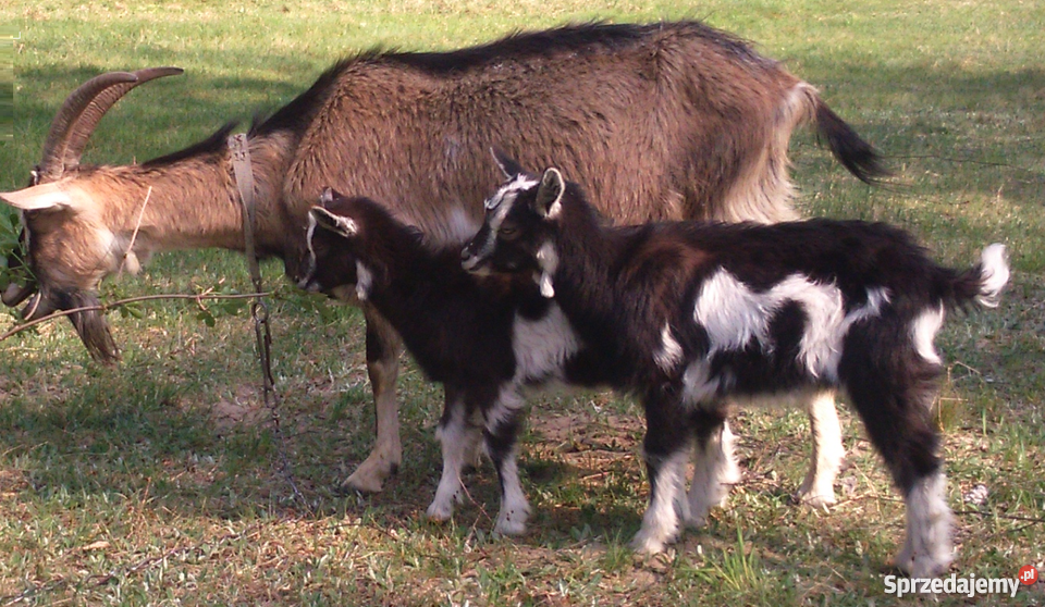 Kozy sprzedam Sędziszów