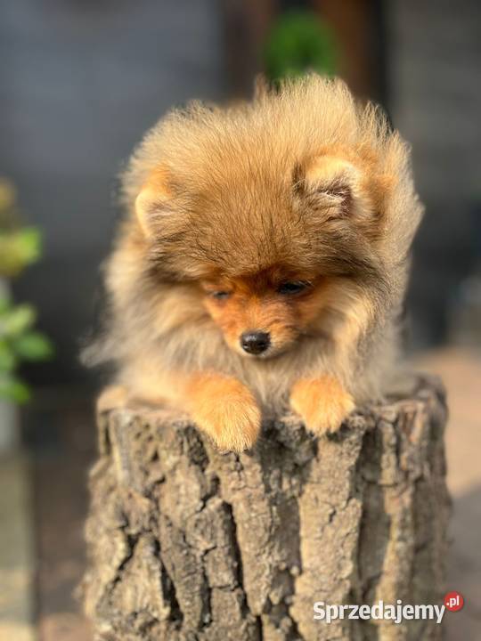 Pomeranian