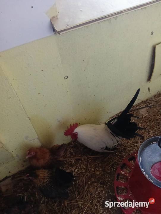 Kury schabo Pabianice