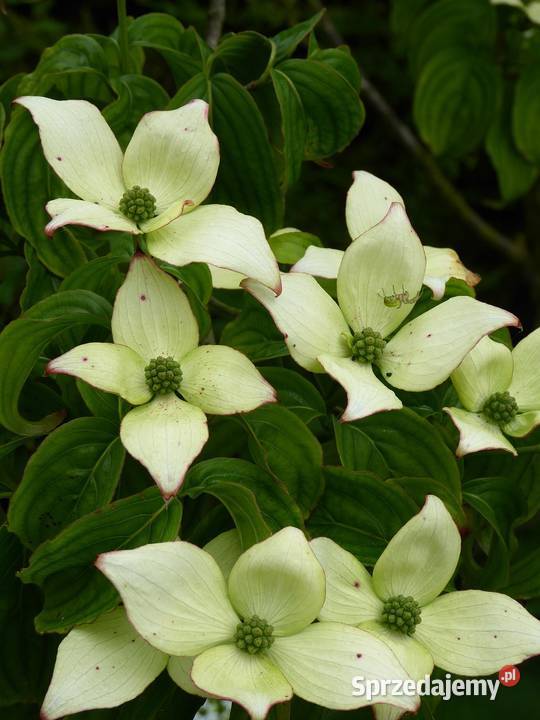 Dereń kousa China Girl Satomi Beni Fuji Teutonia Knurów