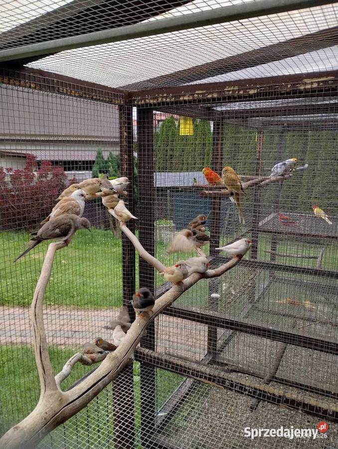 Zeberki młode Kościerzyna