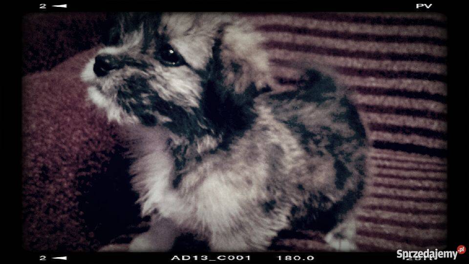 Shih tzu 8 tyg suczka piekna