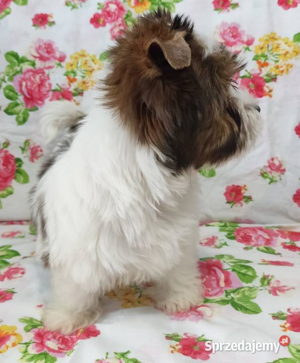 Do odbioru White Ocean Pearl YORK Śliczny piesek opolskie Opole