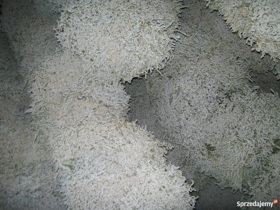 Zatrwian tatarski statycja Ryki