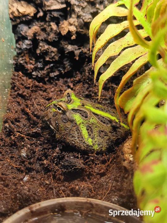 Żaba rogata Ceratophrys cranwelli Kraków