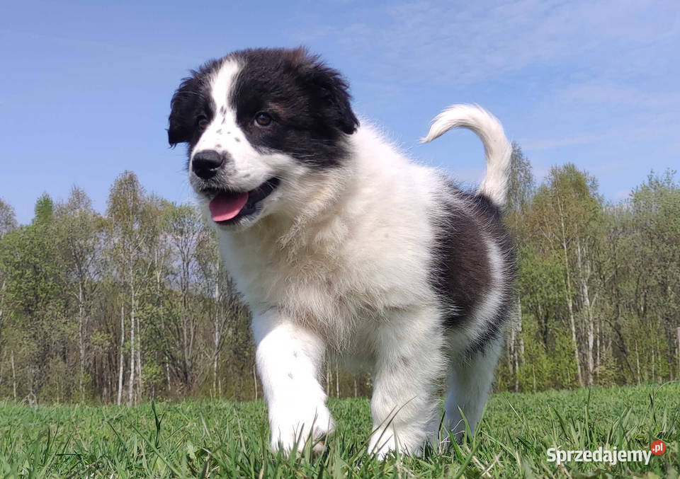 Piękna Rasowa Suczka Border Collie XINDI z pełną Iwonicz