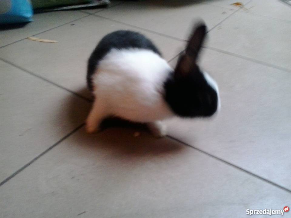 Krlik miniaturka Lublin sprzedam