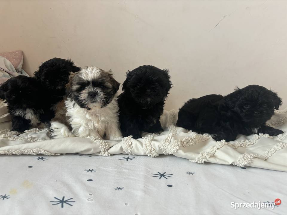 Shih tzu gotowe do odbioru Żmigród