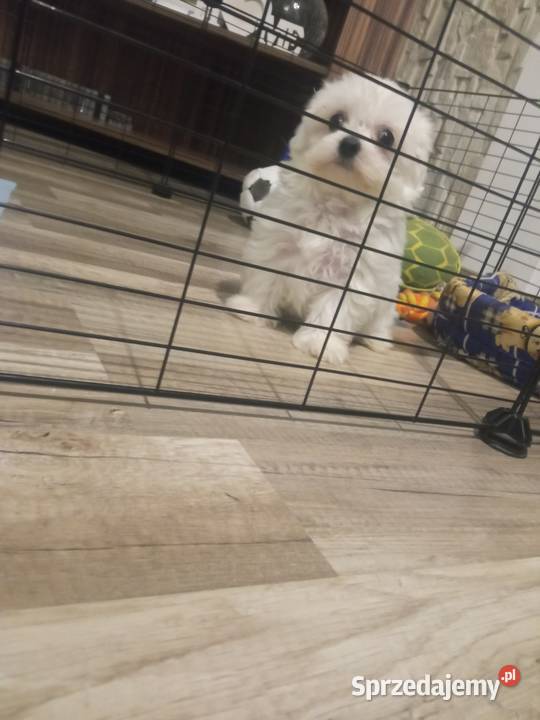 Maltańczyk suczka mini Dębica