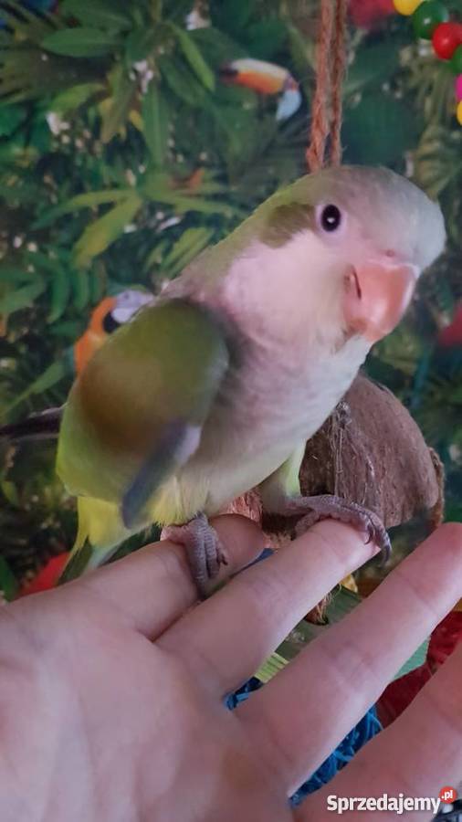 Mnicha nizinna ręcznie karmiona Witoszyn