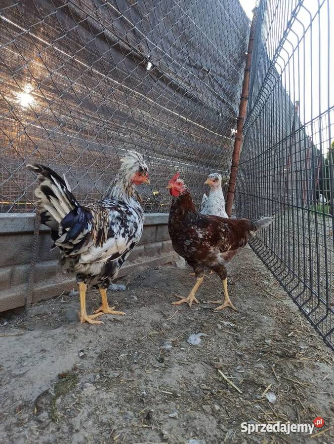 Koguty zargodowe i koguty czubate staropolskie Krasnystaw