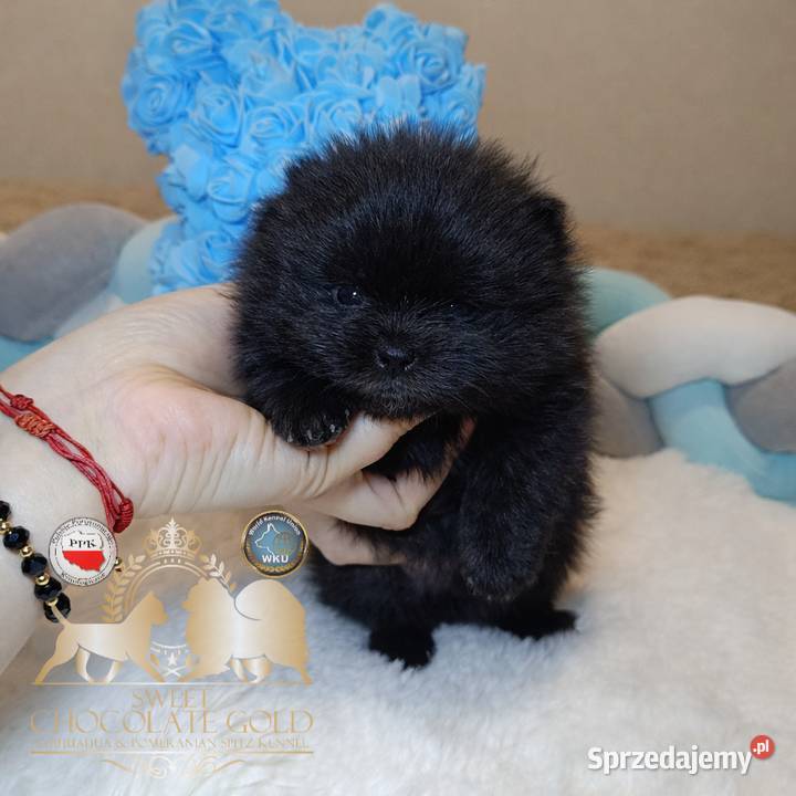 Szpic miniaturowy pomeranian mini czarny piesek Warszawa
