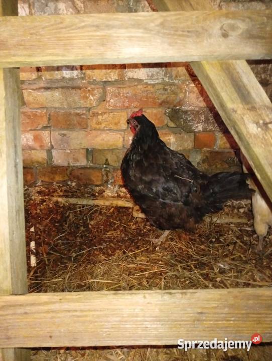 Sprzedam kury 11 szy Drób i ptactwo