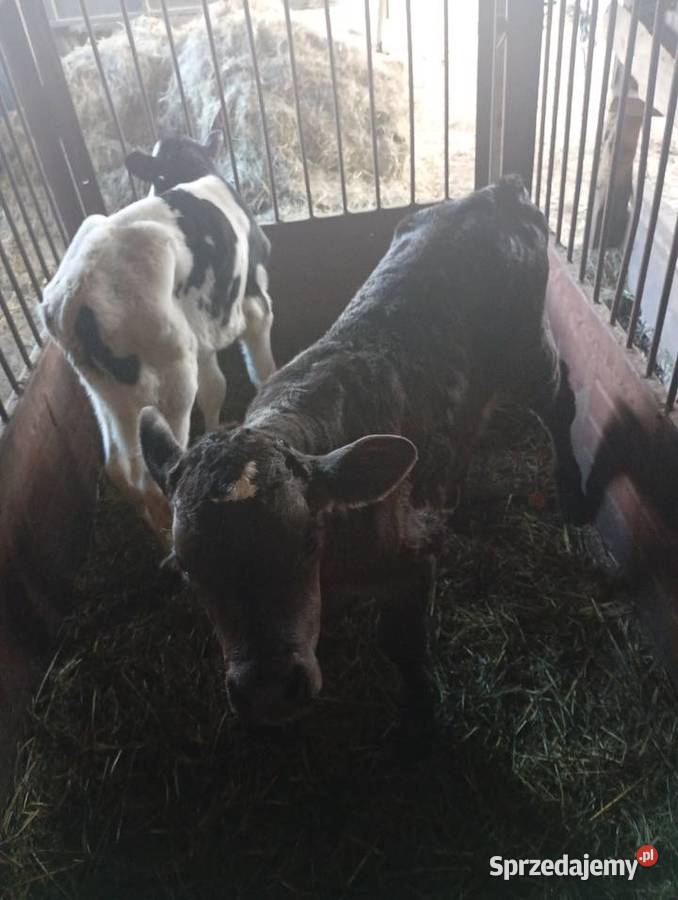 Byczki Bydło Mzurowa