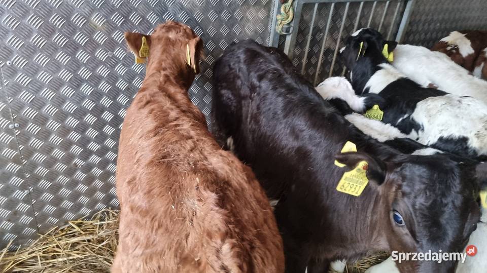 sprzedam cielaki byczki mięsne POLSKIE Konin