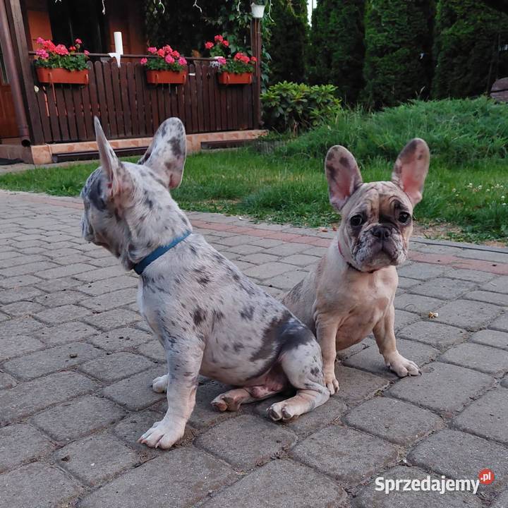 Buldog Francuski szczeniaki Mogielnica