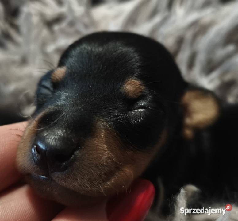 Szczenięta Pinczer Miniaturowy Łochów