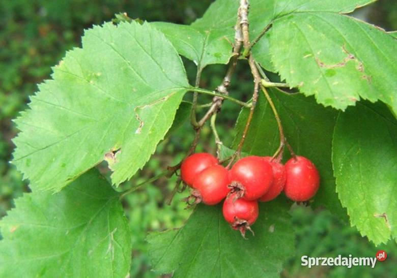 GŁÓG SZKARŁATNY Crataegus coccinea NASIONA 250 Lubanie