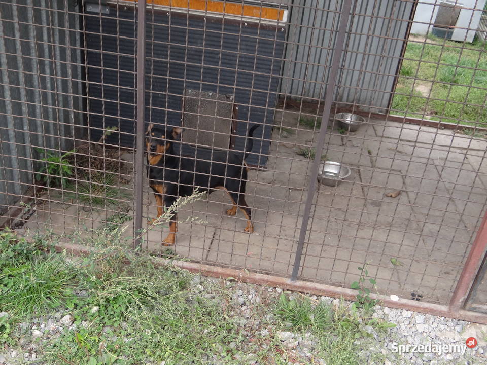 Pinczer czarny podpalany potężny reproduktor 85 Wierzbica