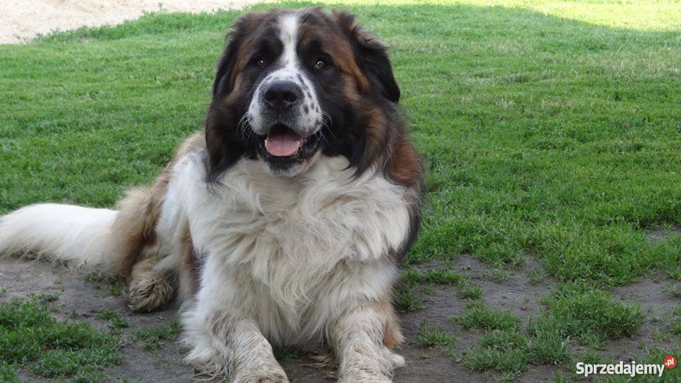 Moskiewski pies stróżujący Nie Bernardyn Kaukaz sprzedam