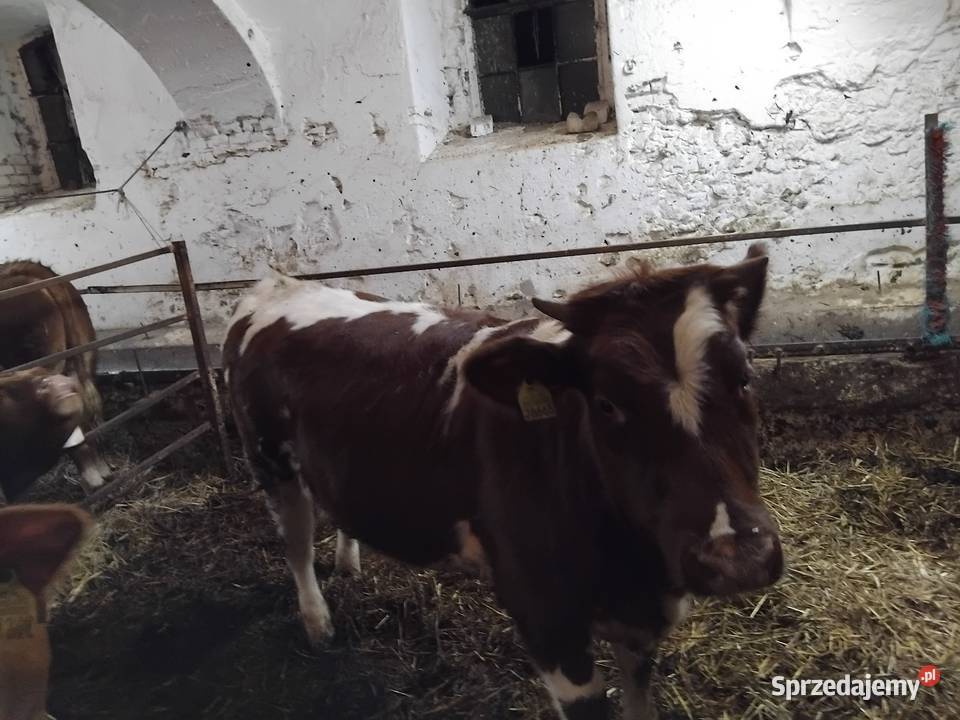 Sprzedam byka i 3 jałówki