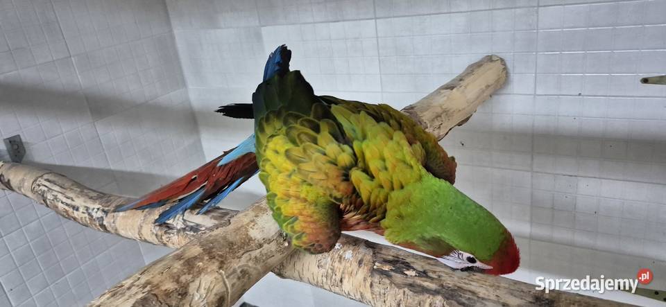 Sprzedam ptaki z 2025 Ptaki Grodzisk Wielkopolski