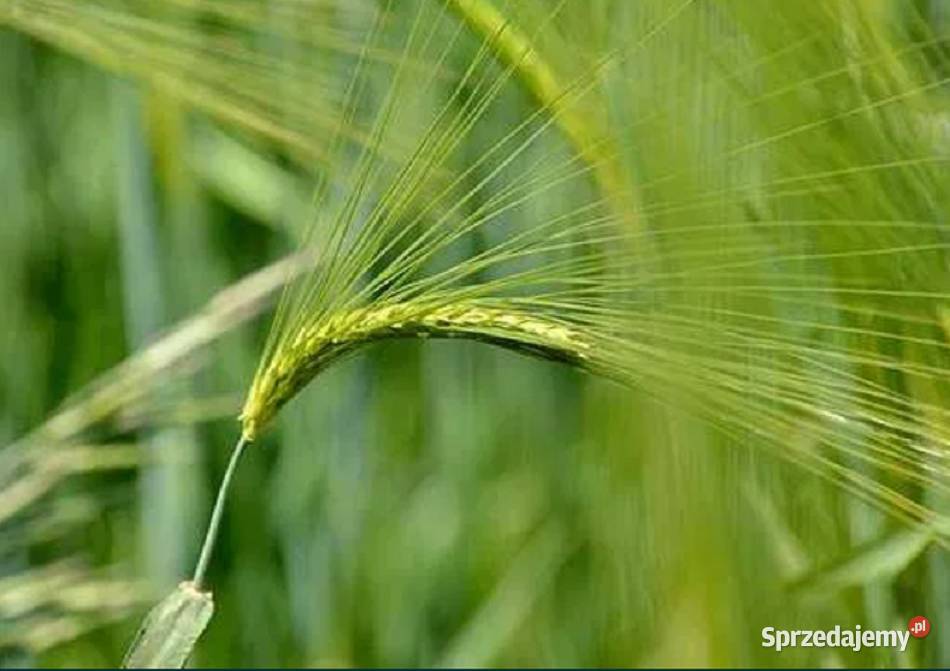 Nasiona jęczmienia jarego browarny RGT PLANET