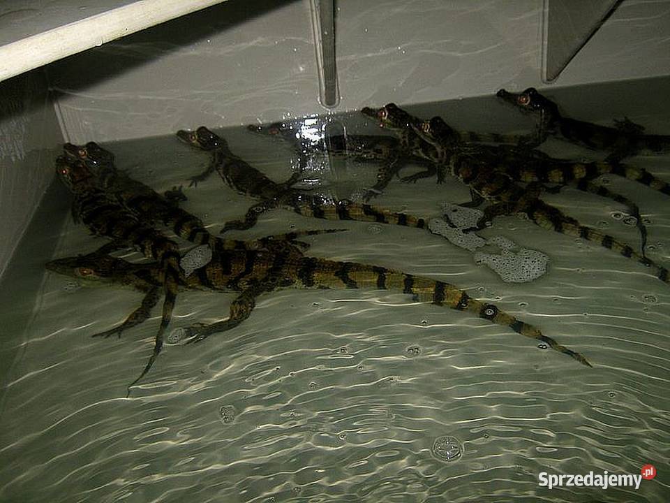 Sprzedam młode Kajmany okularowe Caiman Katowice