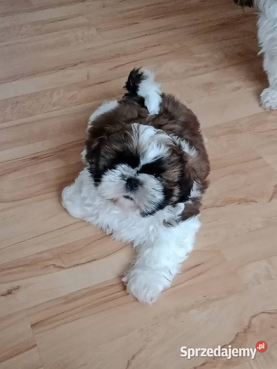 Szczeniak Shih tzu