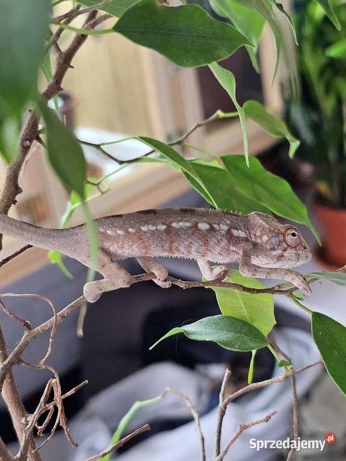 Kameleon lamparci samiczka Kraków