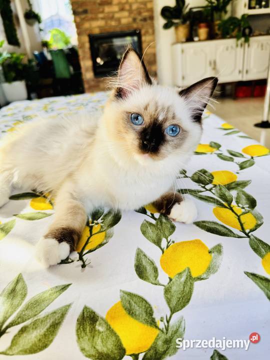 Kotka Ragdoll Zoya Starogard Gdański