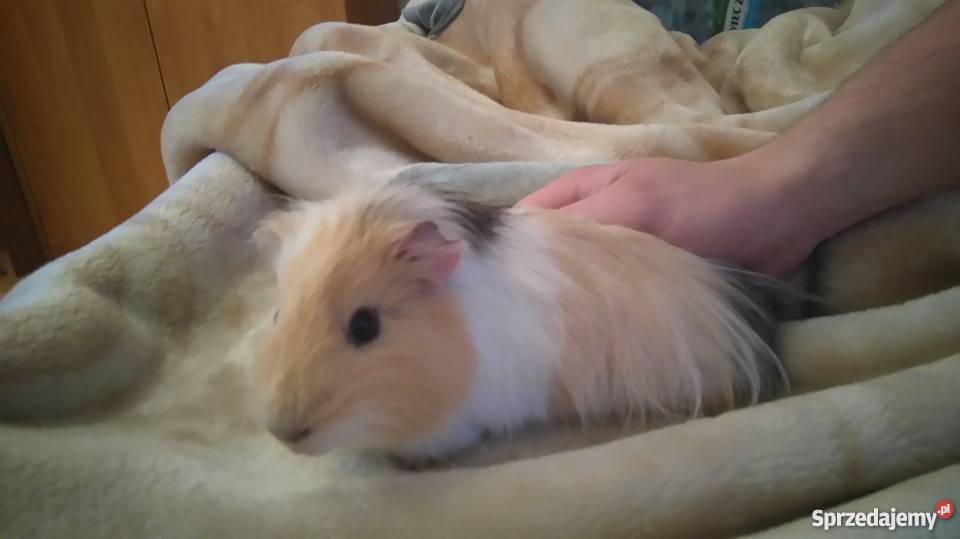 sprzedam świnki morskie mazowieckie Konstancin-Jeziorna sprzedam