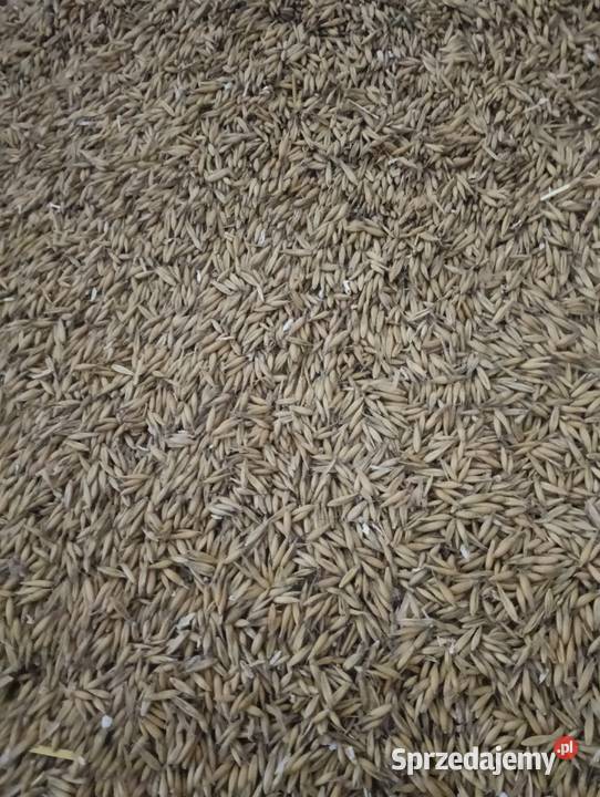 Owies bingo Zboża Majdanek Kozicki