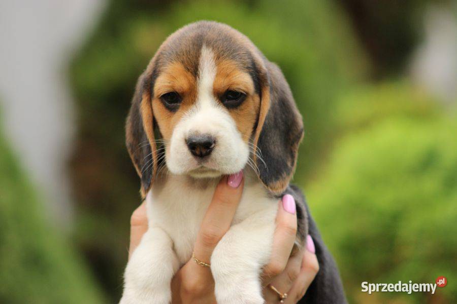 Beagle szczeniaczki ZKwP FCI Championach Aleksandria