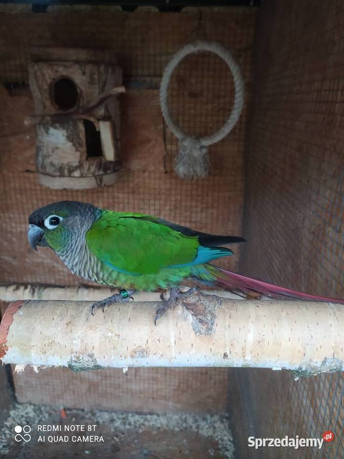 Rudosterki dobrana para udanych lęgach śląskie Bełsznica