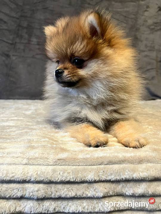 Szpic miniaturowy Pomeranian ORANGE