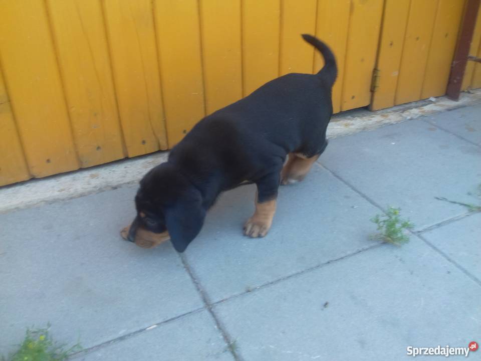 Oddam szczenięta gończy polski Dąbrowa Tarnowska