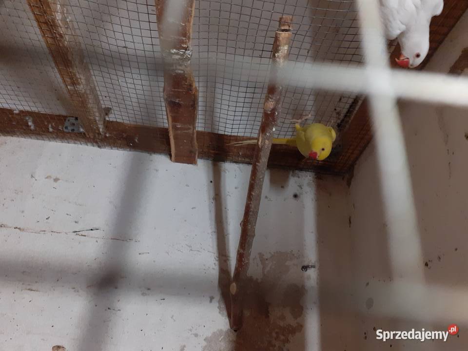 Papugi Aleksadrety Obrożne para biała i żółta lubuskie Trzciel sprzedam