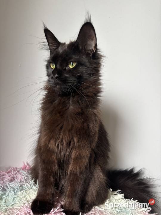 Maine coon kotki i kocurki Kielce